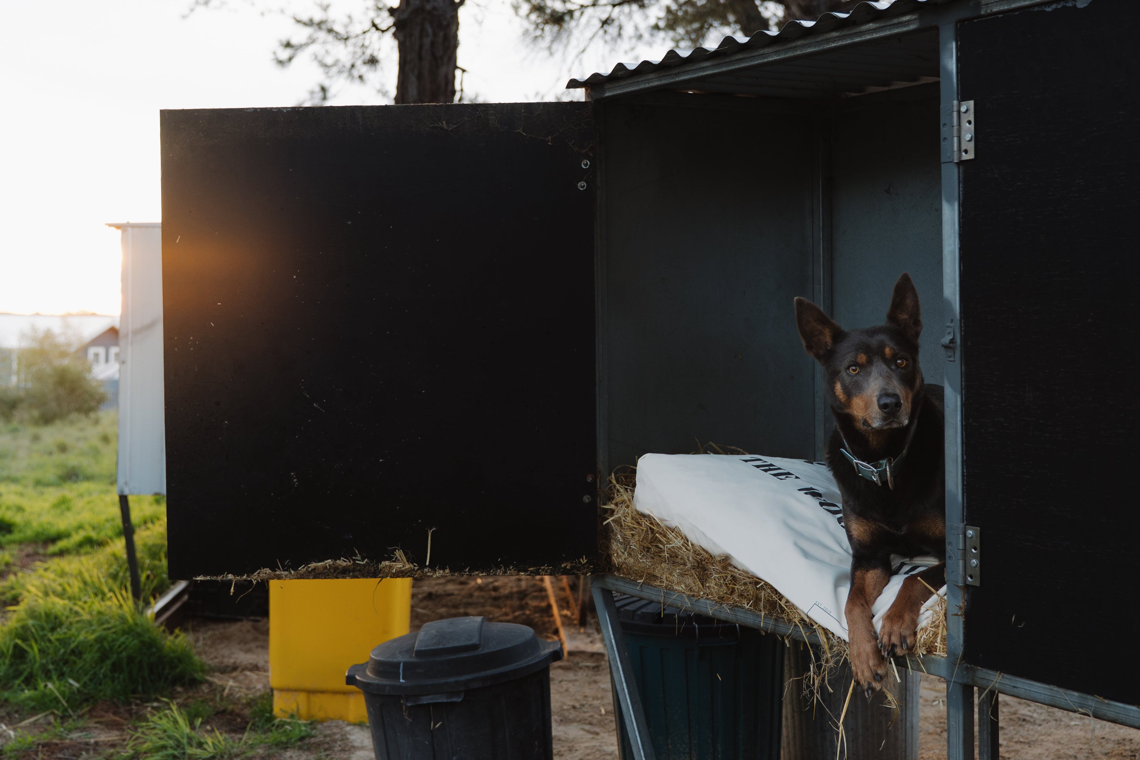 Kelpie working dog with The Woolpack Dog Bed on a rural Australian property — Plains Rural