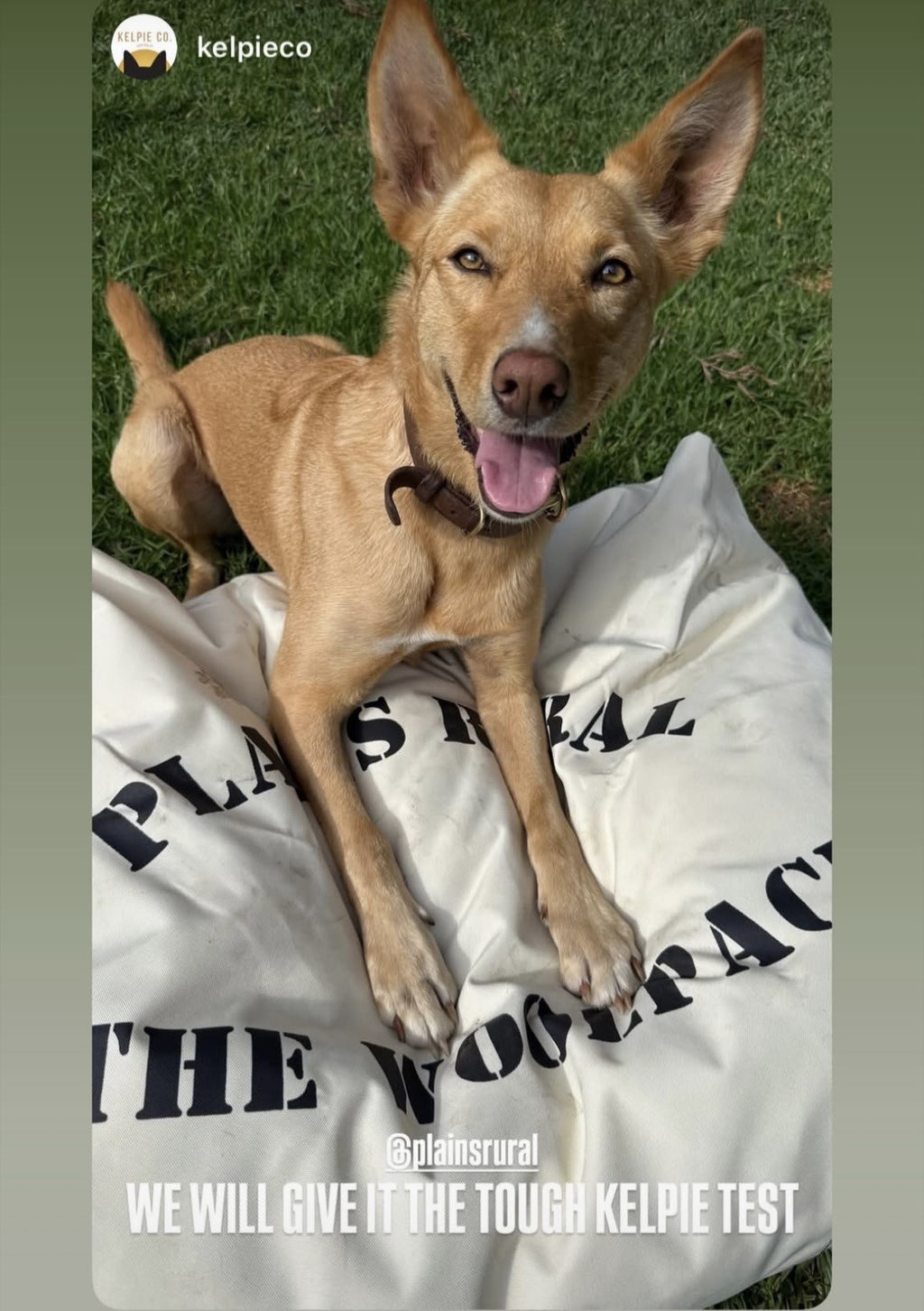 The Woolpack Dog Bed on a timber outdoor bench — Plains Rural fill your own dog bed
