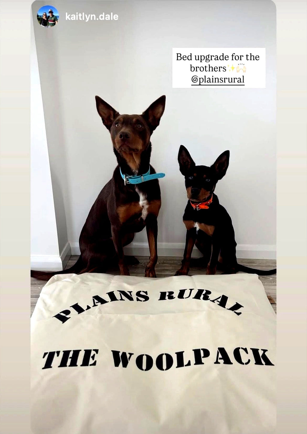 Two kelpies with The Woolpack Dog Bed — Plains Rural Australian working dog bed