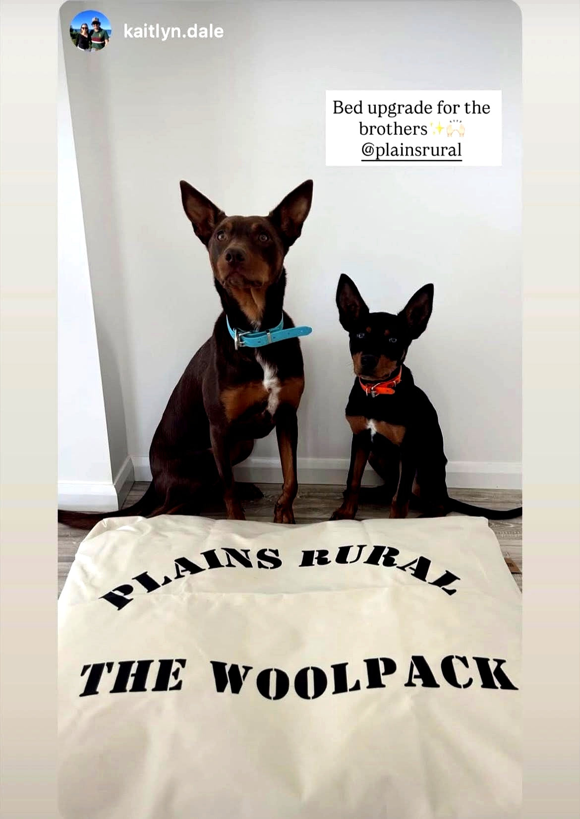 Two kelpies with The Woolpack Dog Bed — Plains Rural Australian working dog bed
